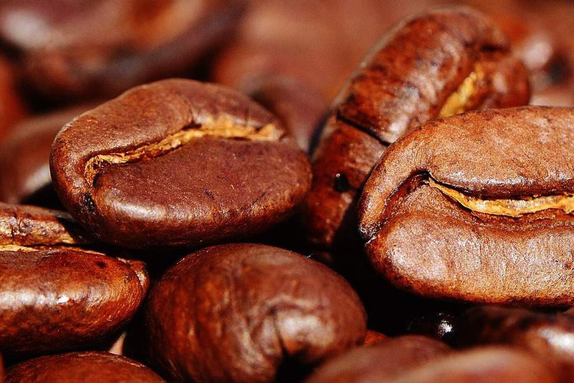 Caffè contro le zanzare: come utilizzarlo