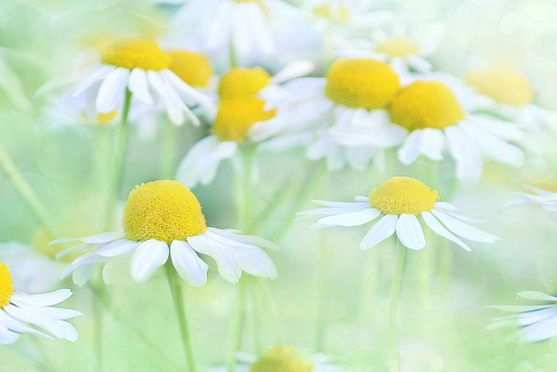 Camomilla e prezzemolo contro l'amenorrea