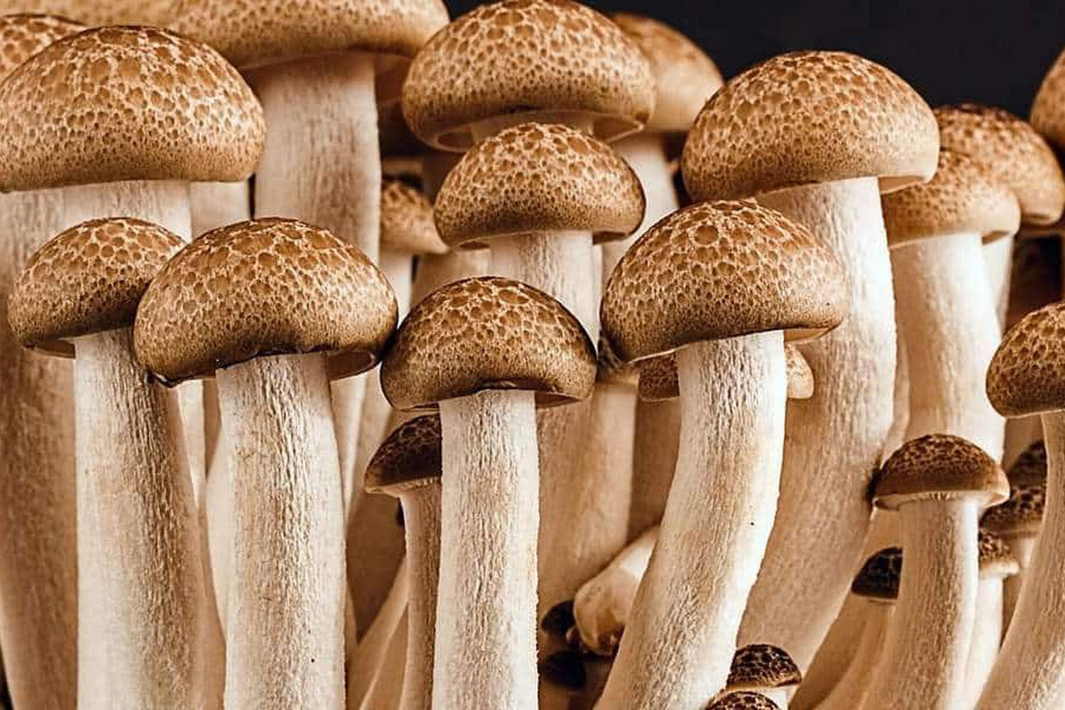 Come coltivare i funghi nei fondi di caffè