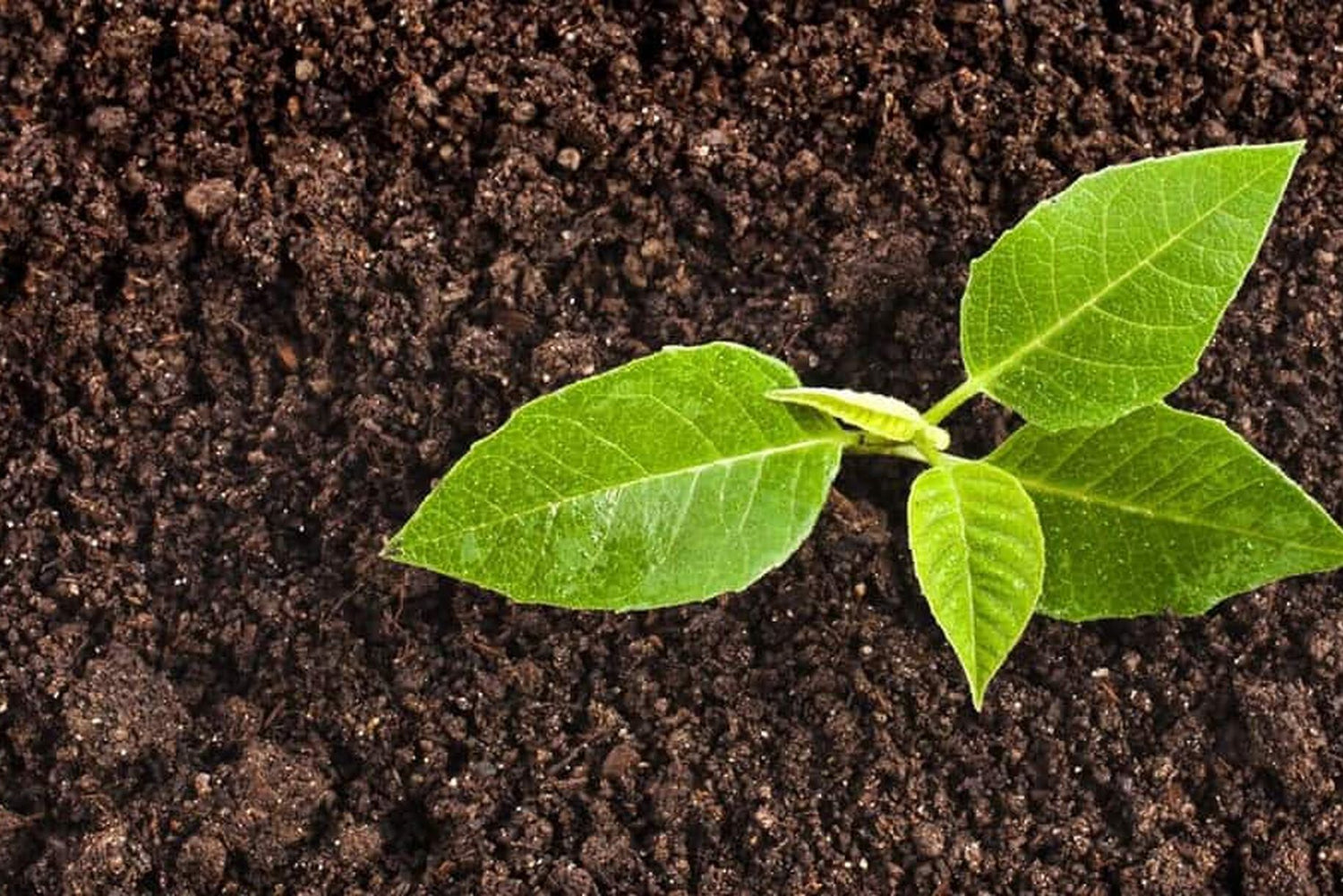 Come utilizzare il caffè per curare il giardino
