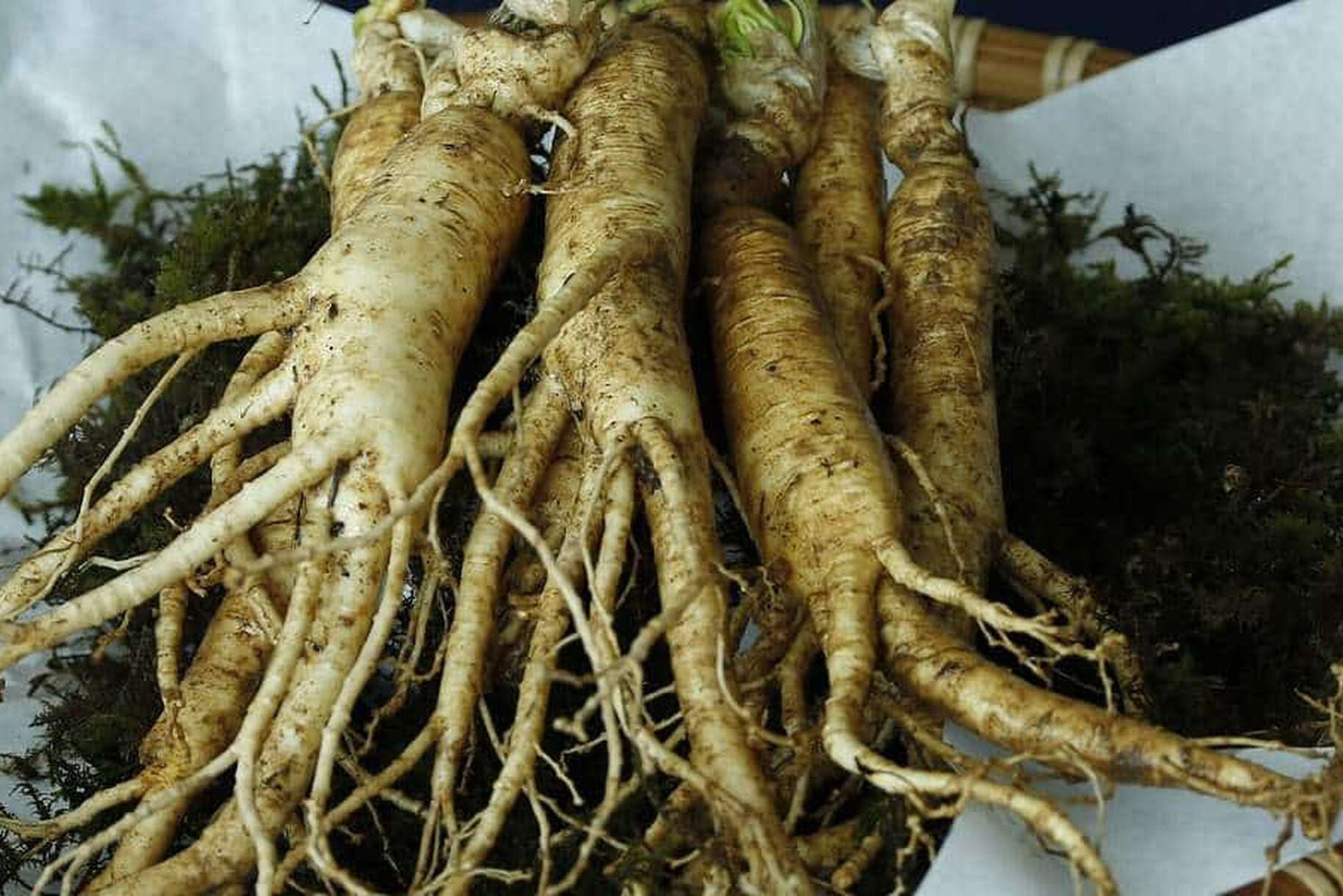 Ginseng al posto del caffè: quale scegliere?