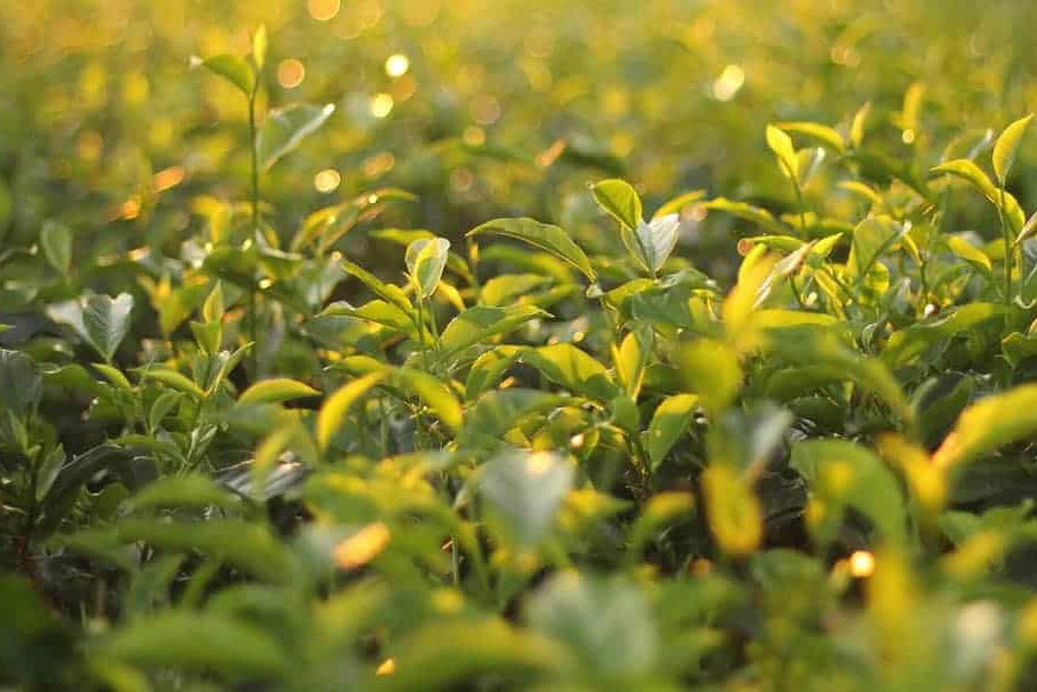 Tè Verde e Zenzero: tutti i benefici per il nostro organismo