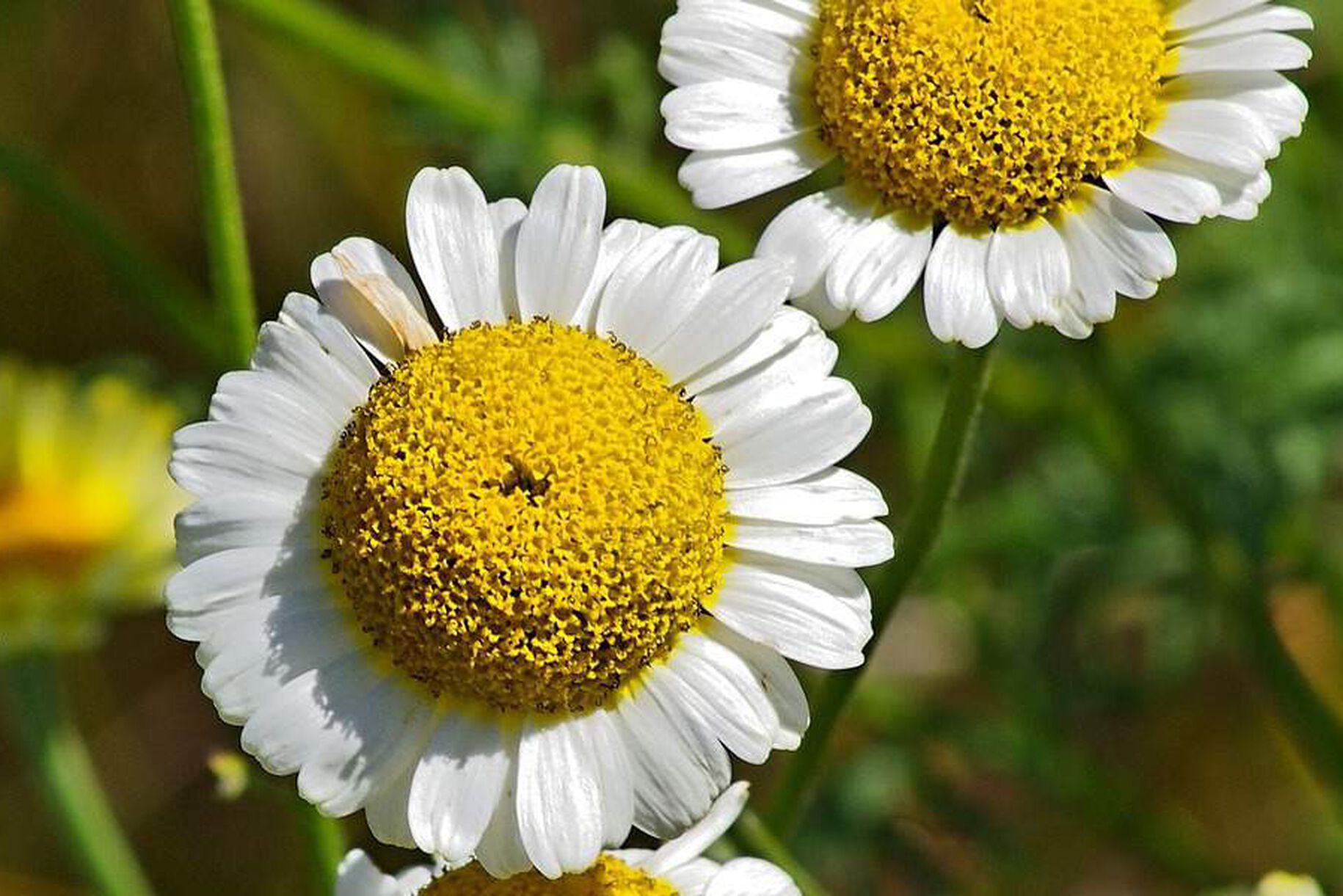 Camomilla: ecco come assumerla per perdere peso