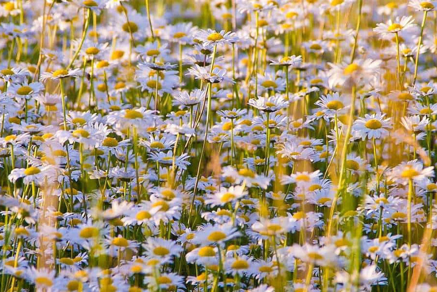 Camomilla fredda e miele contro l'insonnia