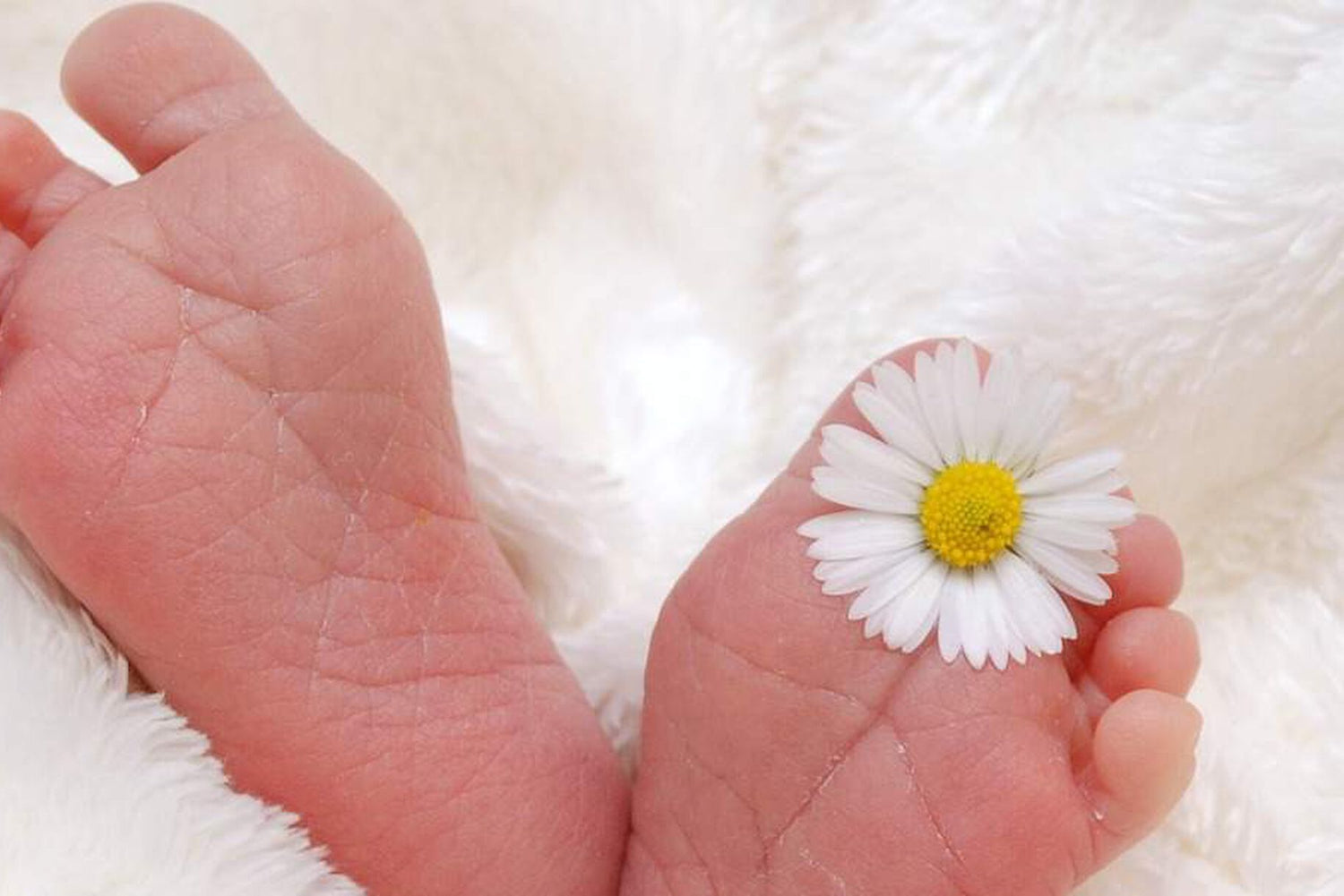 Camomilla per neonati e bambini