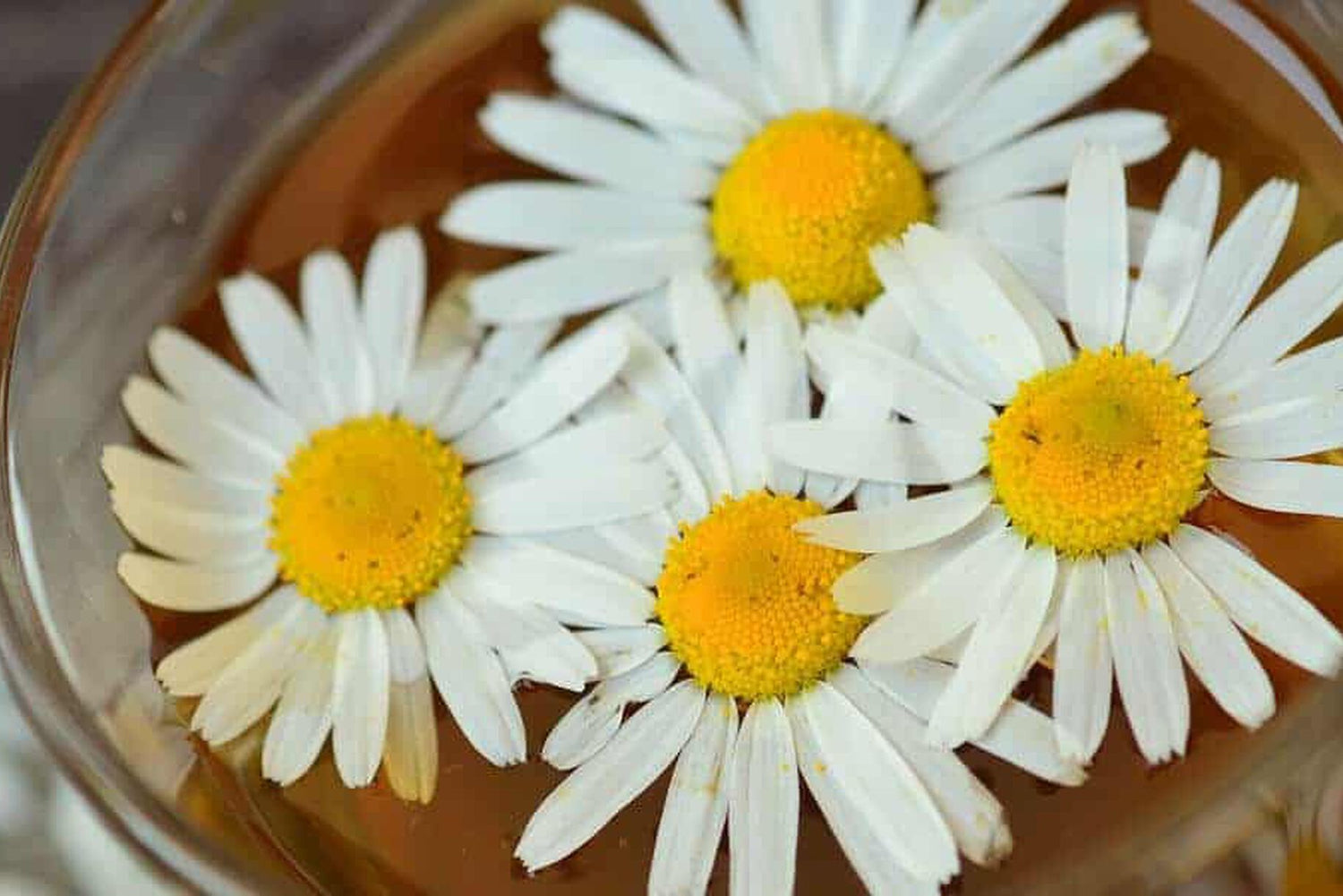 Tutte le proprietà e i benefici della camomilla